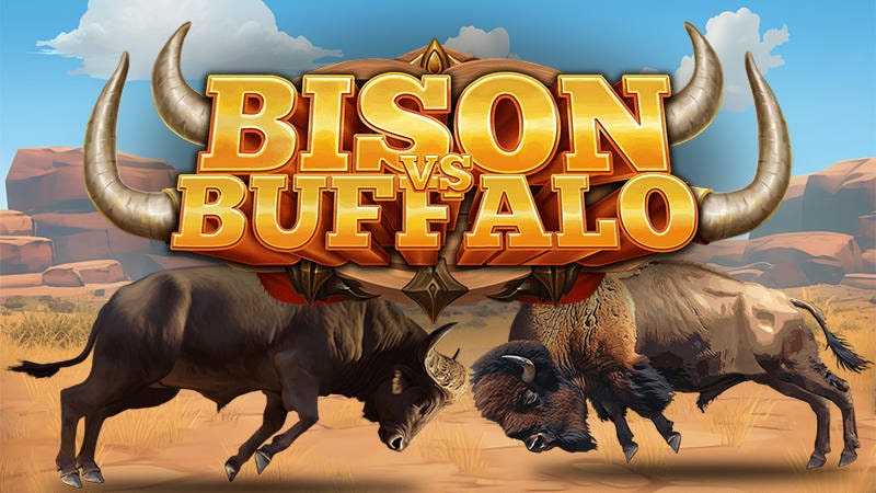 Bison vs Buffalo